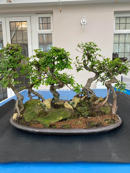 Chinese Elm Bonsai Care
