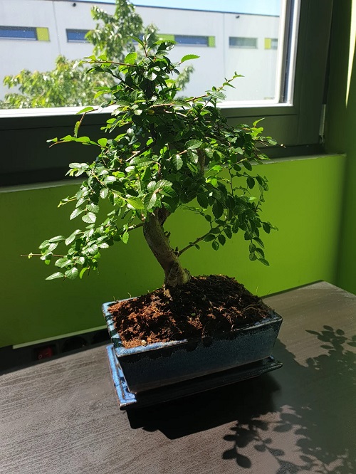 Growing Chinese Elm Bonsai indoor