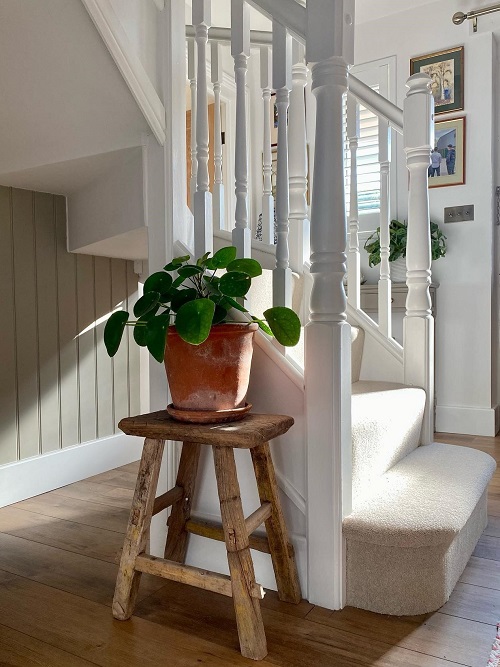 Stunning Chinese Money Plant Decor