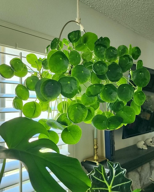 Stunning Chinese Money Plant Decor 2
