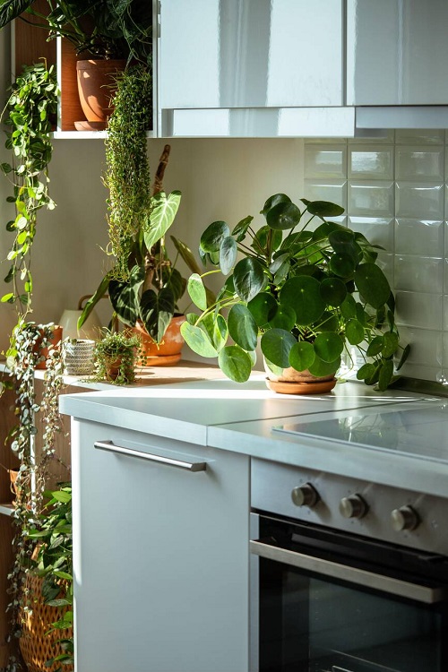 Stunning Chinese Money Plant Decor 3