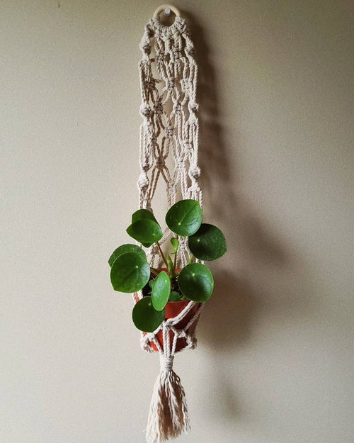 Stunning Chinese Money Plant Decor 4