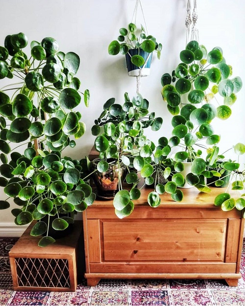 Stunning Chinese Money Plant Decor 5