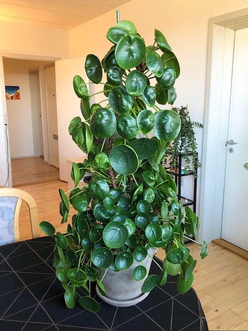 Chinese Money Plant Arangements
