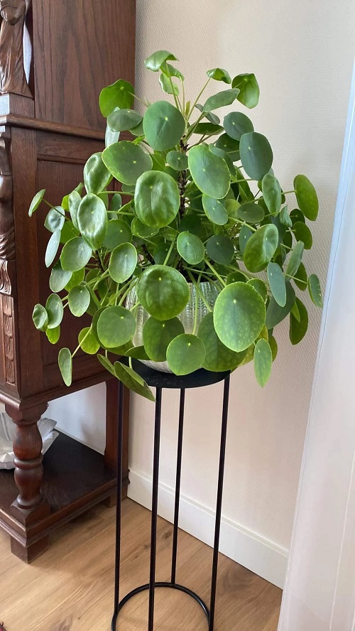 Chinese Money Plant Arangements 2