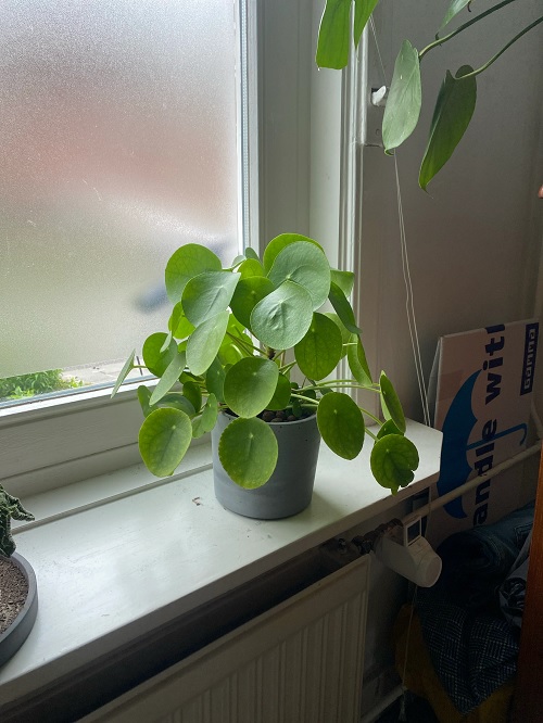 Chinese money plant display ideas 3