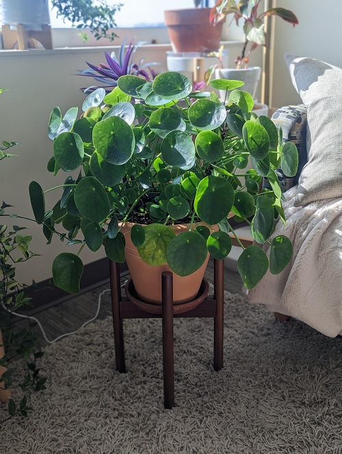Chinese money plant 5