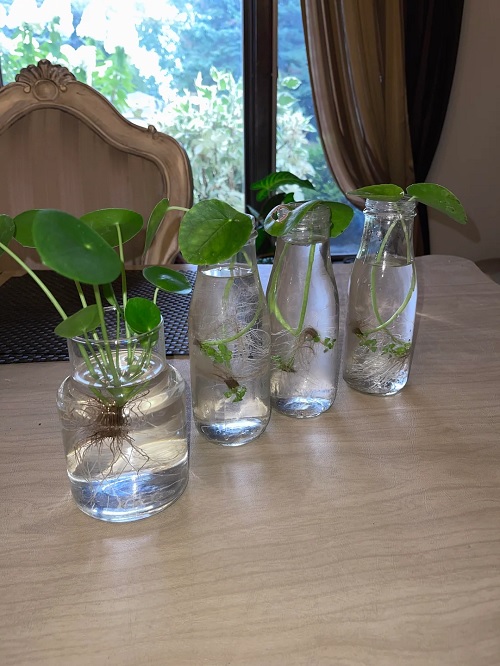 Chinese money plant in glass jar
