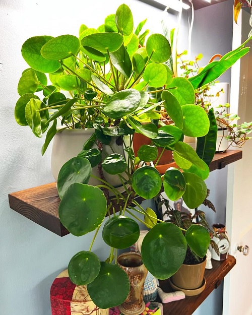 Chinese money plant on hanging shelf