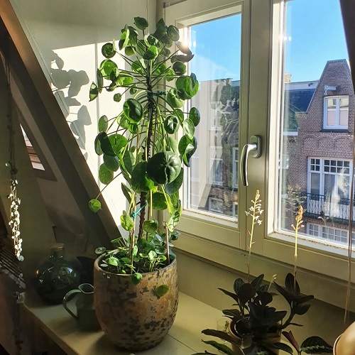 Chinese money plant near glass window