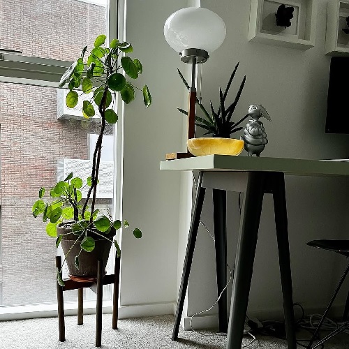 Chinese money plant near office table