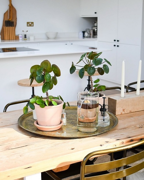 Chinese money plant on dining table