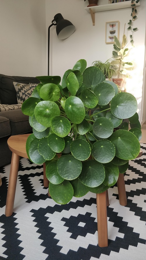 Chinese money plant display ideas
