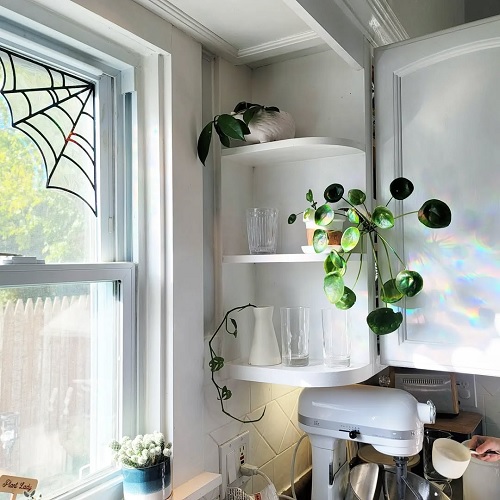 Chinese money plant in kitchen