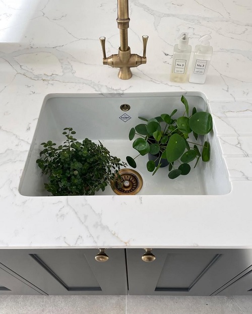 Chinese money plant in sink