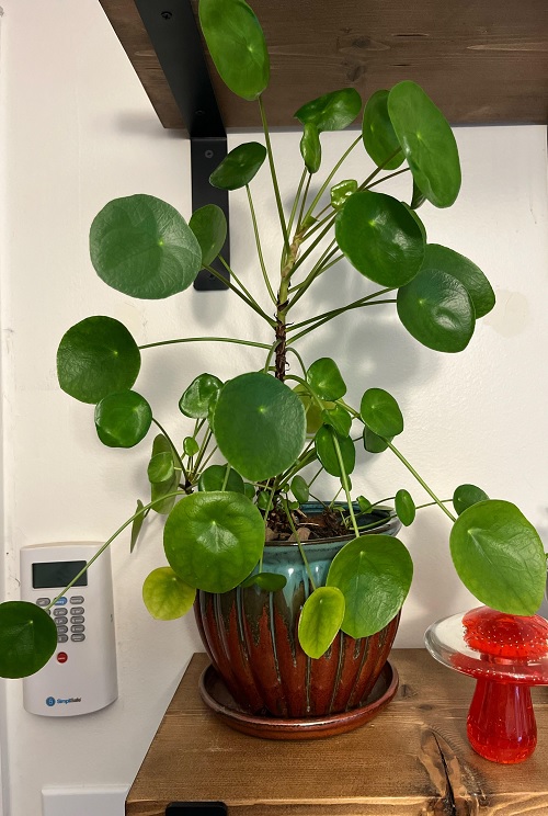 Chinese money plant display ideas 2