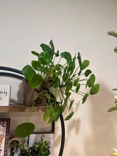 Chinese money plant display ideas 5