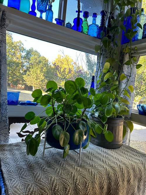 Chinese money plant
