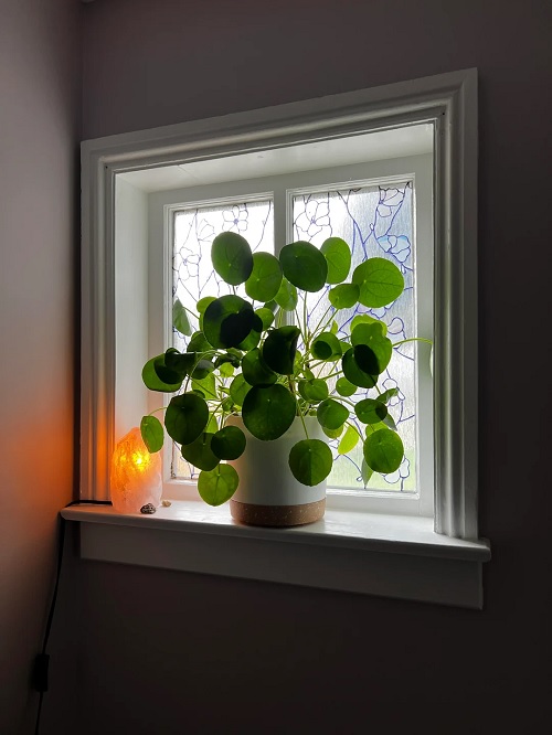 Chinese money plant 3