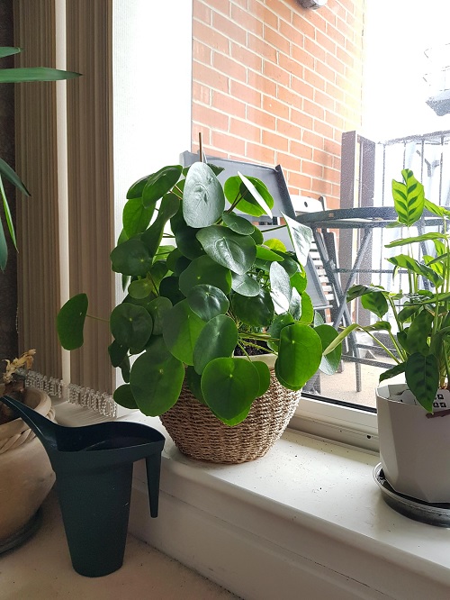 Chinese money plant 4