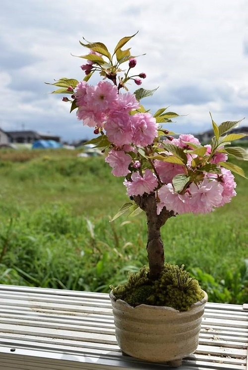 Bonsai Trees with Pink Flowers 6