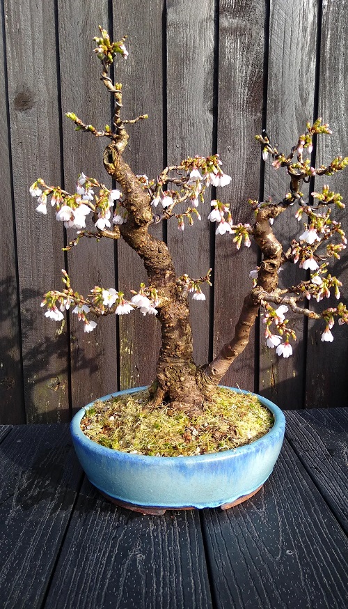 Varieties of Japanese Cherry Trees