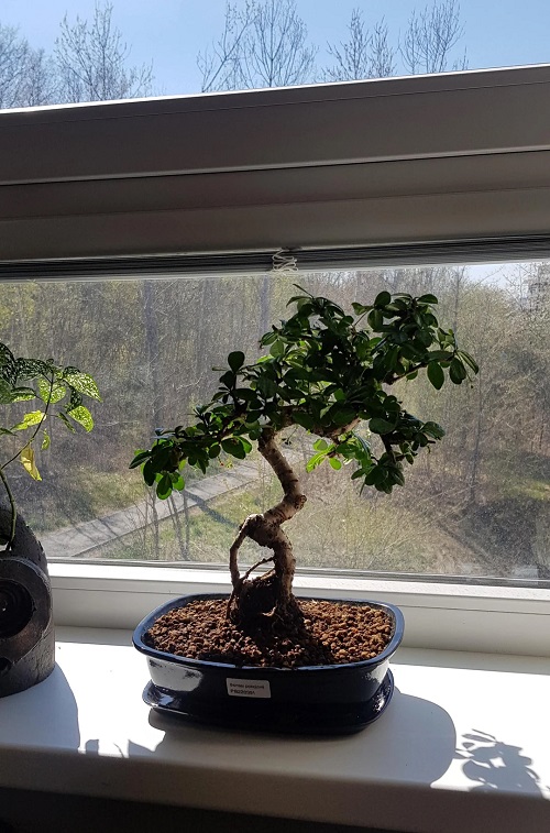 Fukien Tea Tree Bonsai Care 2