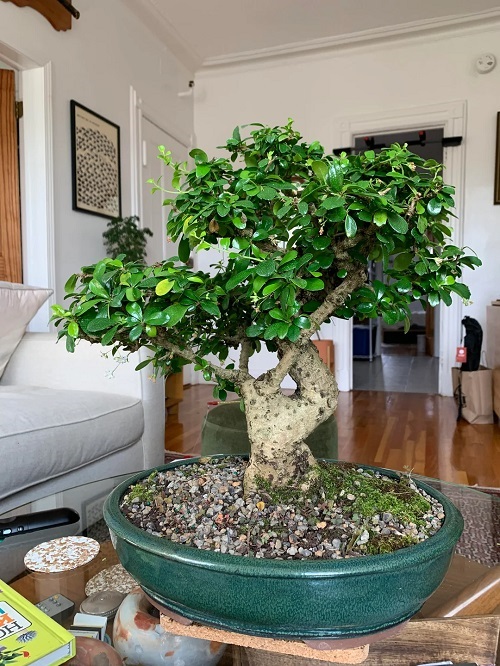 Fukien Tea Tree Bonsai Care 1