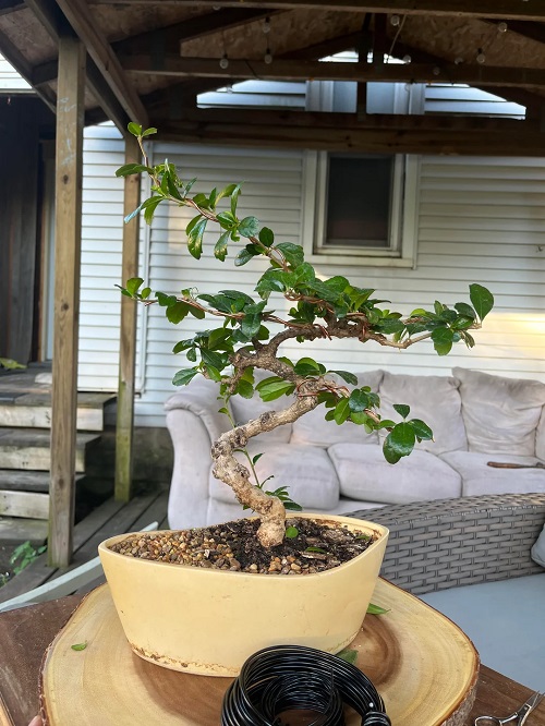 Fukien Tea Tree Bonsai Care 3