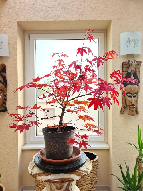 Bonsai Trees with Pink Flowers 9