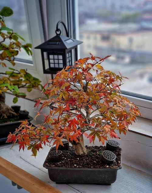 Japanese Maple Bonsai Care 1