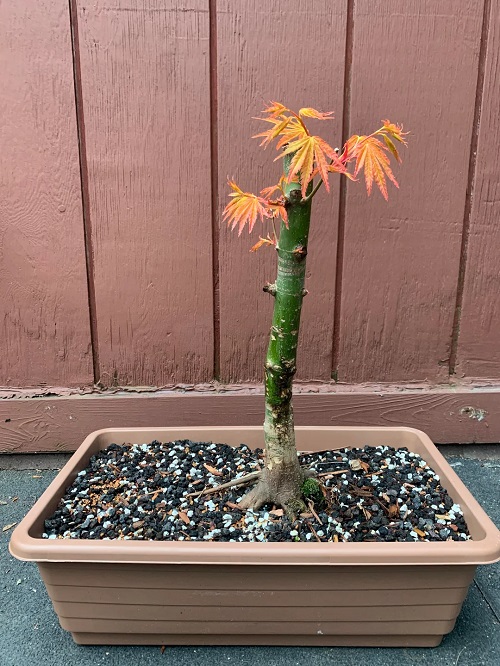 Propagating Japanese Maple Bonsai