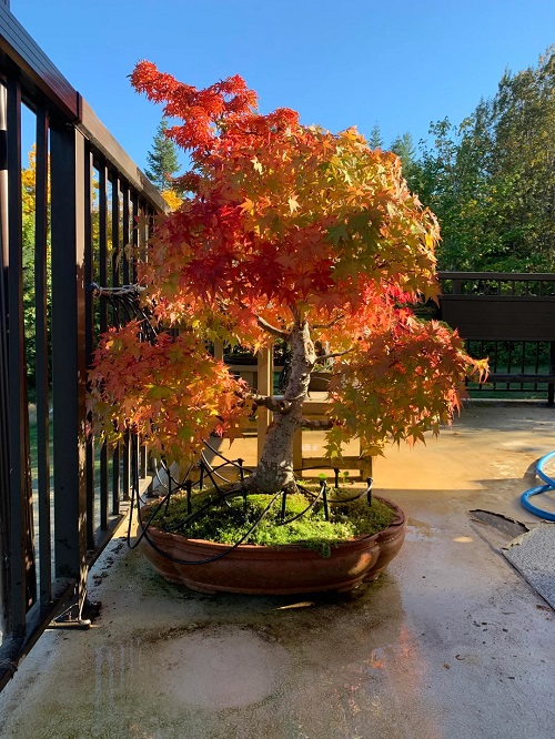Growing Japanese Maple Bonsai