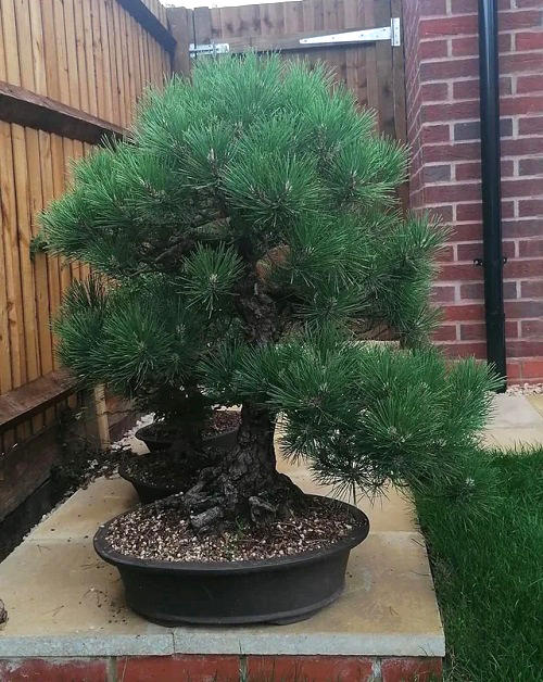 Pine Tree Bonsai Care Guide 2