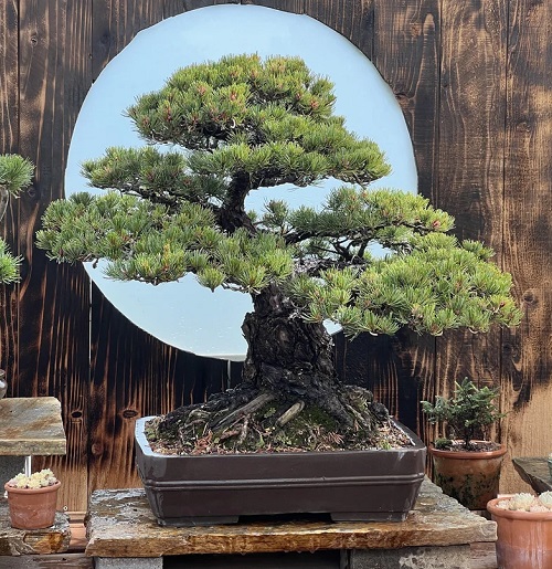 Pine Tree Bonsai Care Guide 1