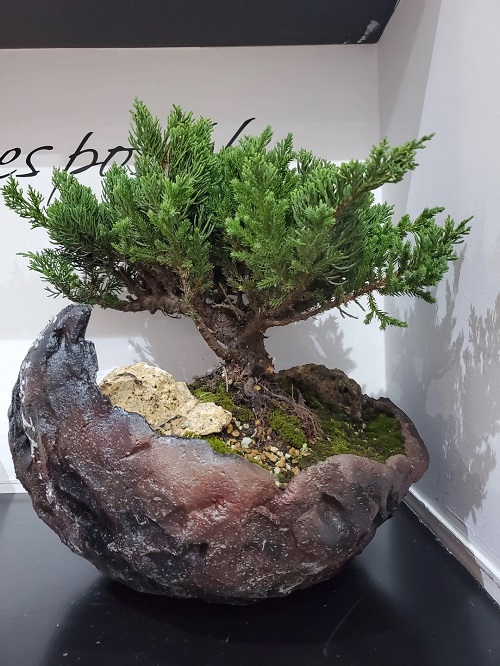 Juniper Bonsai Tree Care Guide