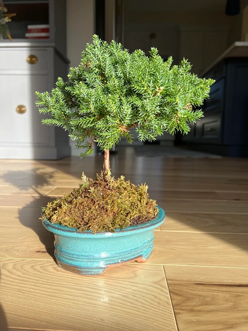 California juniper bonsai 2