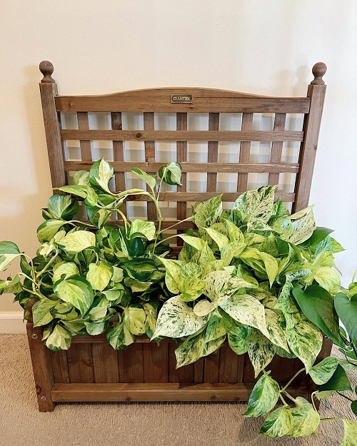 Stunning Manjula Pothos Display 2