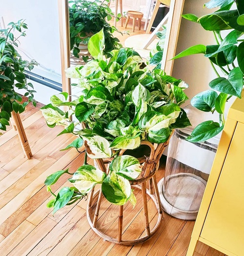 Manjula Pothos indoor 3