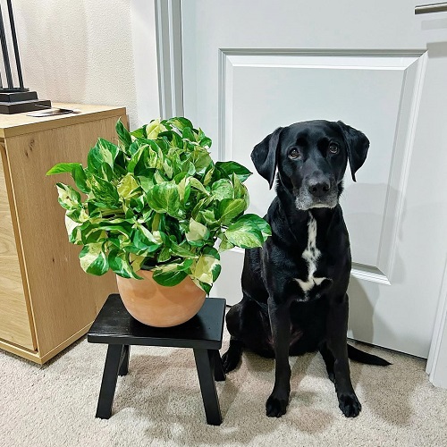 Stunning Manjula Pothos Display 4