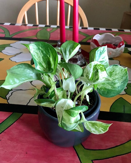 Stunning Manjula Pothos Display 5