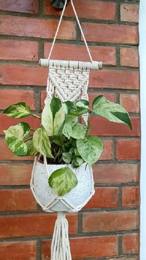 Manjula Pothos