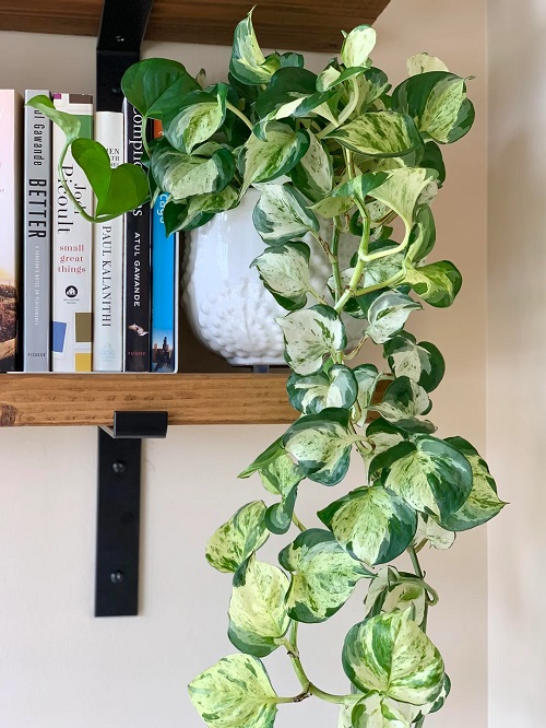 Manjula Pothos Placement Ideas That Show Off Its Stunning Swirls 2