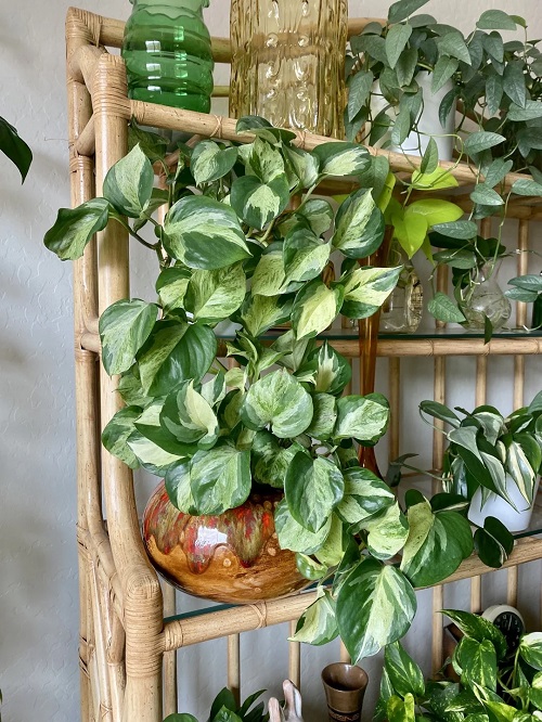Manjula Pothos Placement Ideas That Show Off Its Stunning Swirls 3