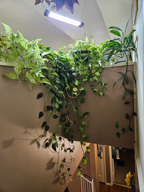 Manjula Pothos Placement Ideas That Show Off Its Stunning Swirls 4