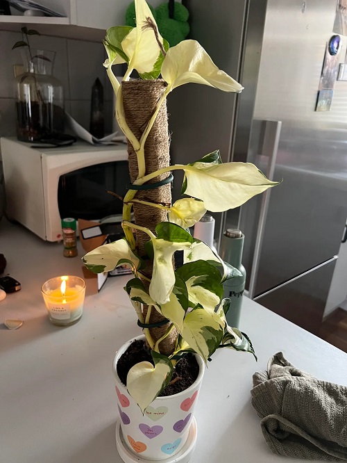 Manjula Pothos indoor