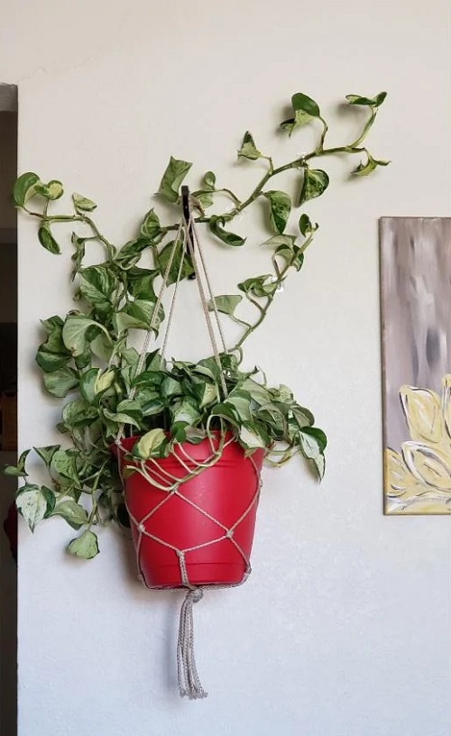 Manjula Pothos indoor 2