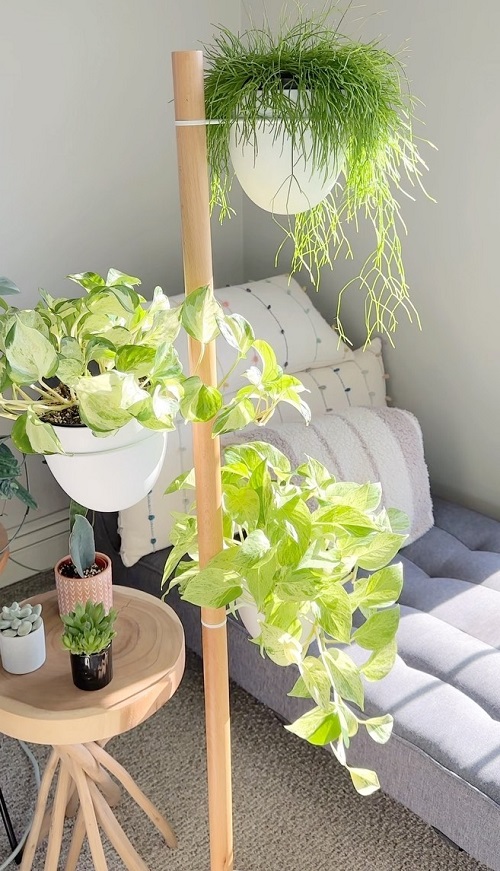 Manjula Pothos indoor 5