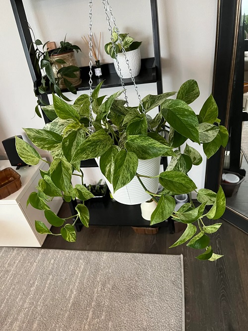 Stunning Manjula Pothos Display 3
