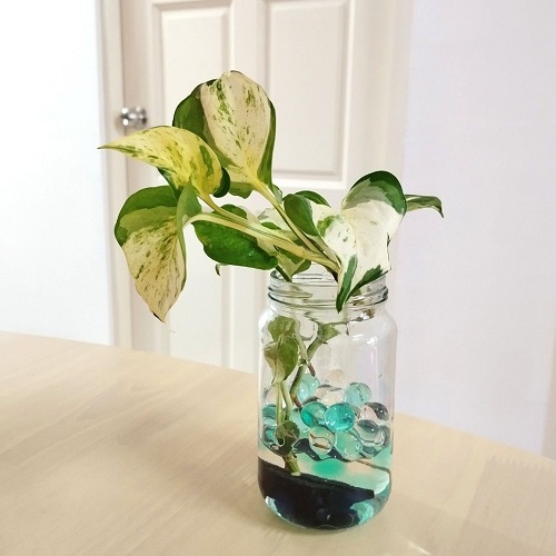 Manjula Pothos indoor 4